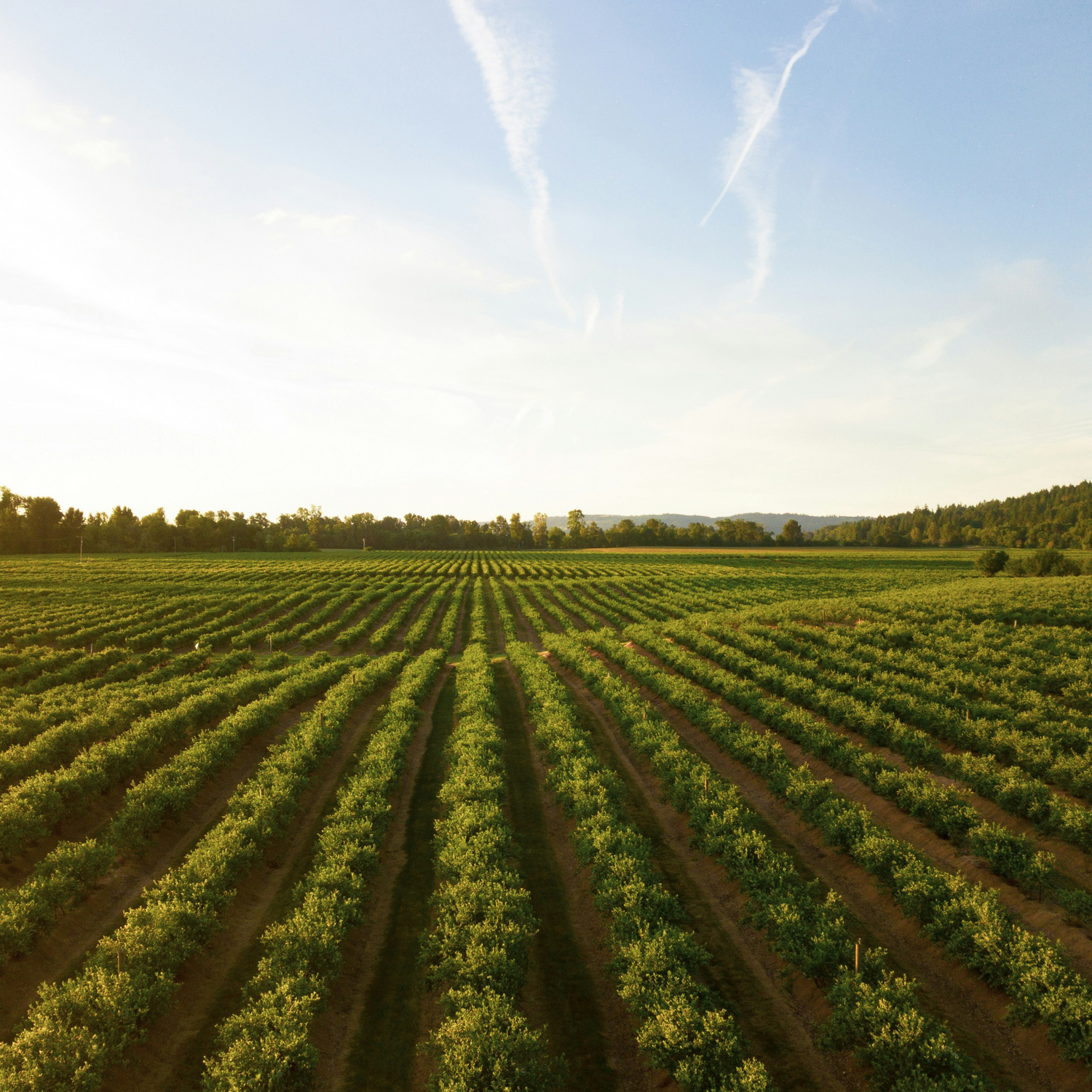 Normanby Fine Wines