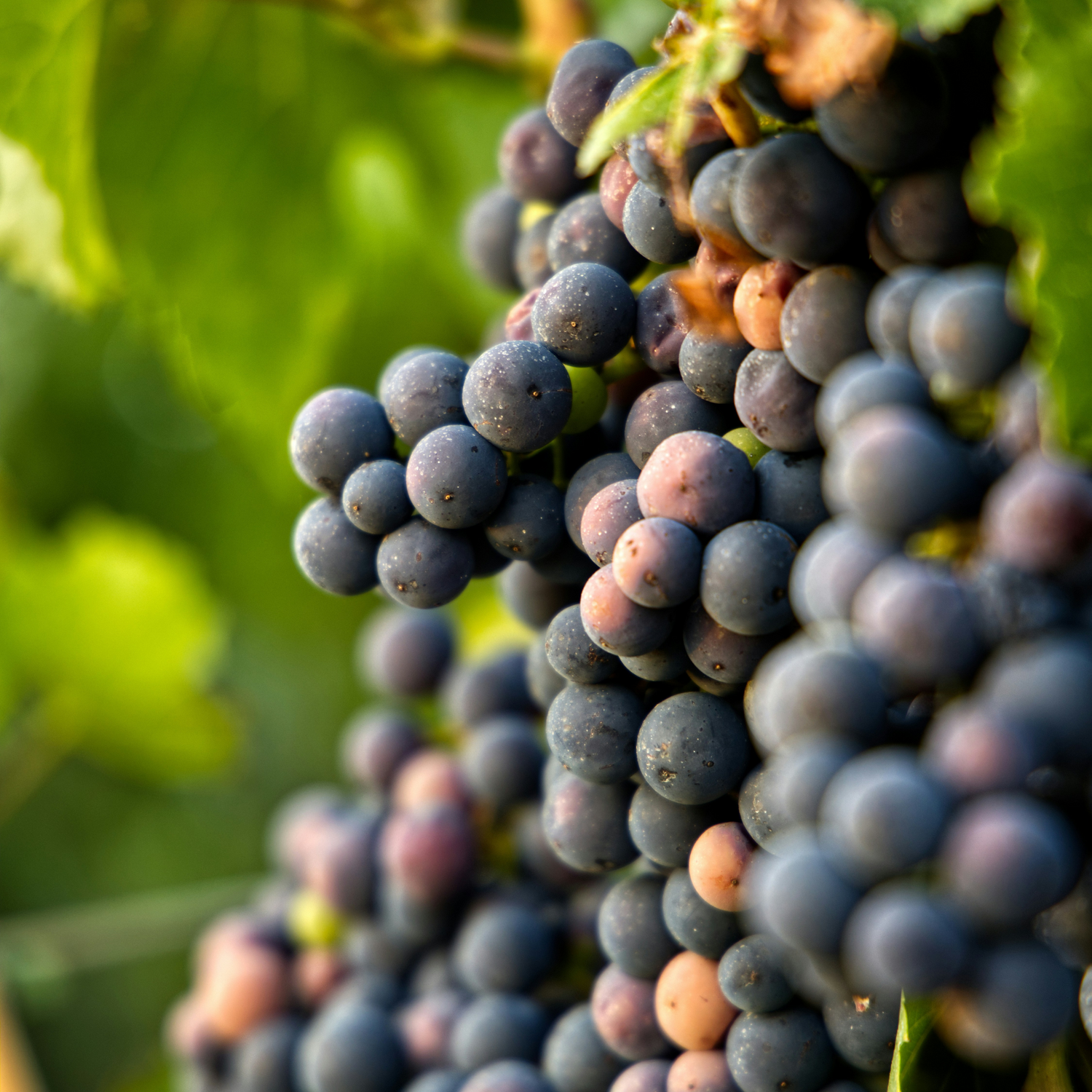 Normanby Fine Wines