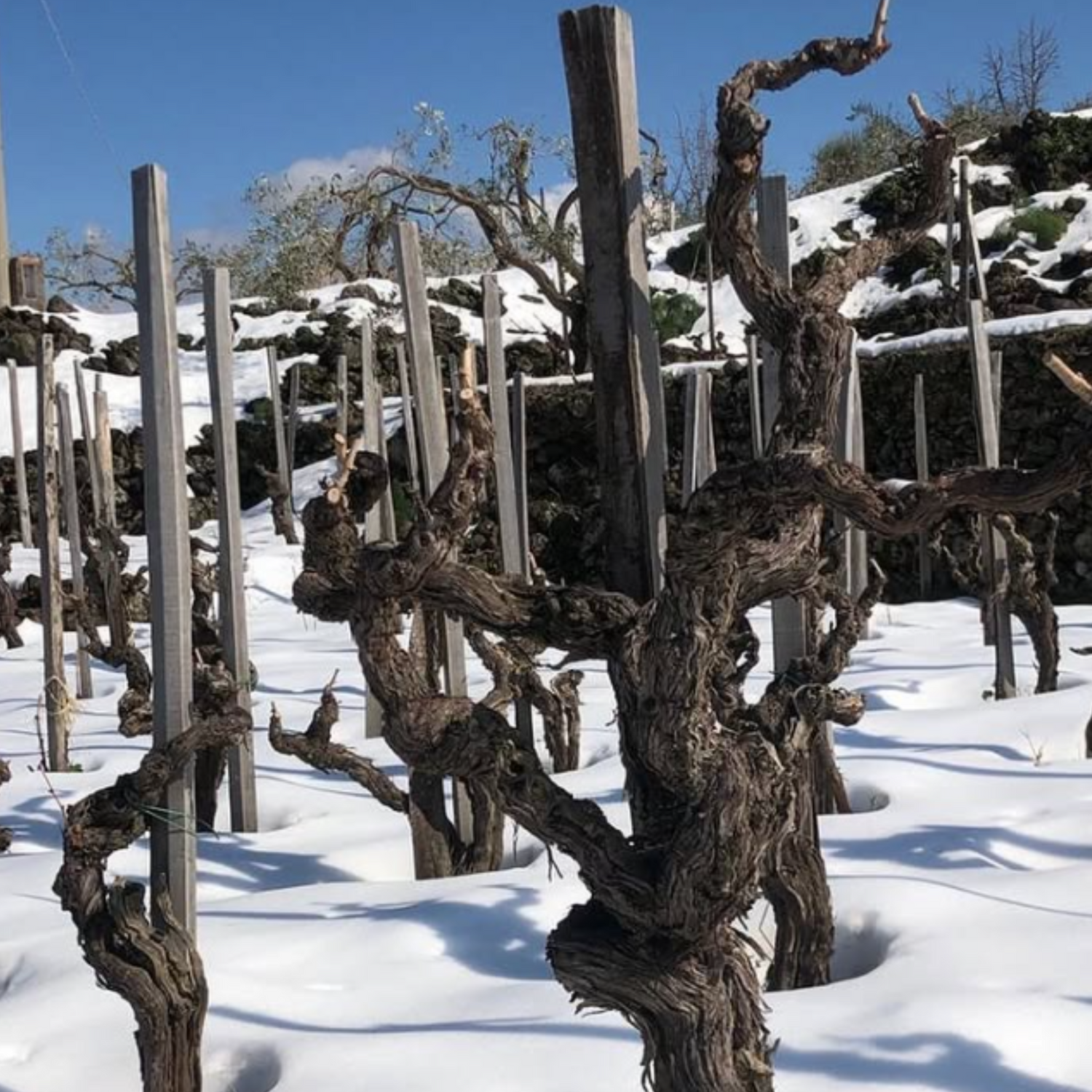 Normanby Fine Wines
