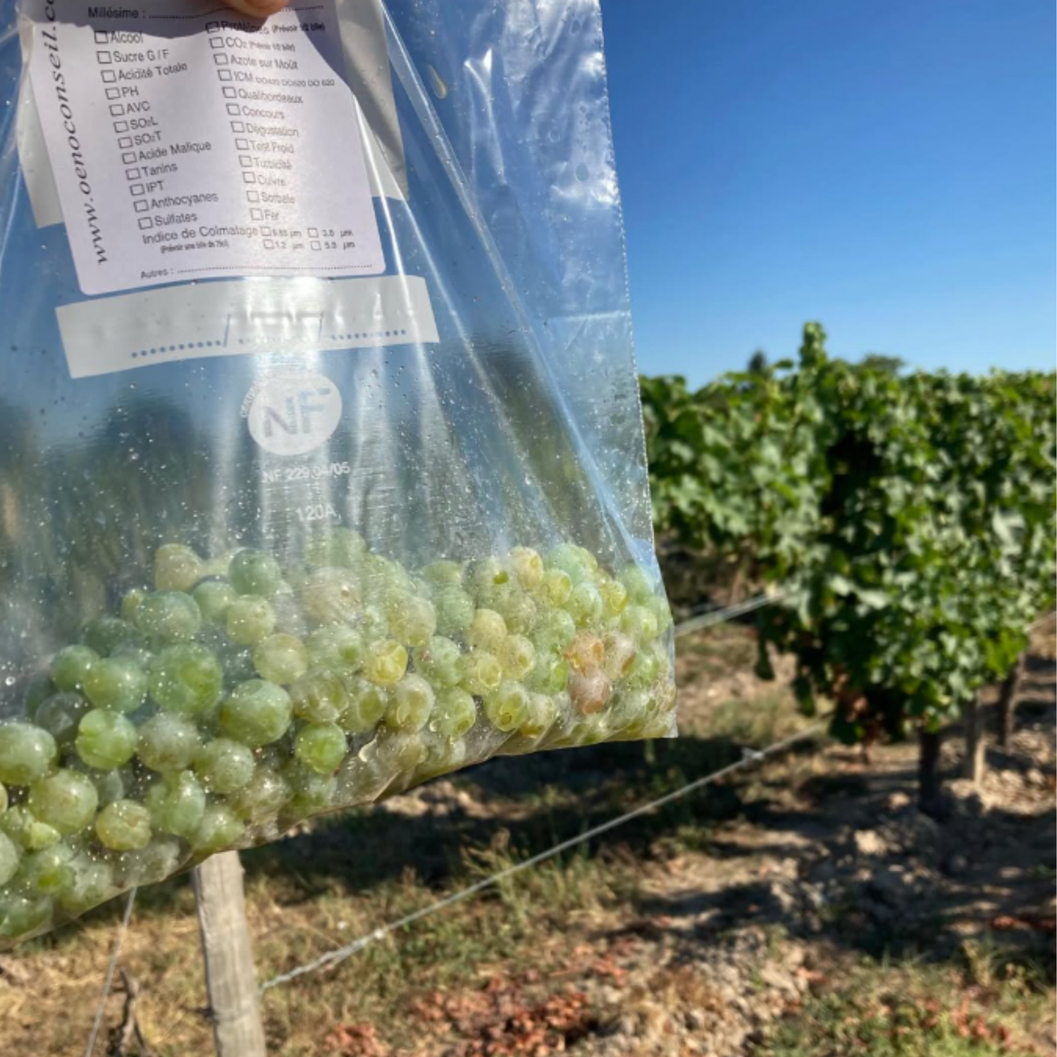 Normanby Fine Wines