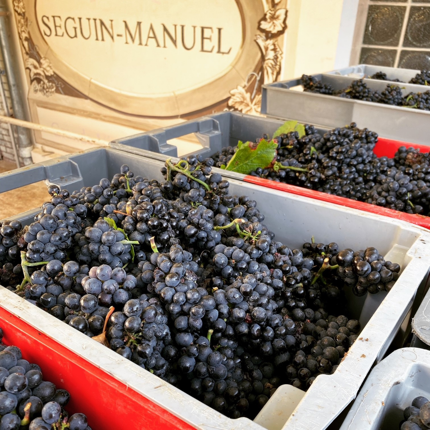 Normanby Fine Wines