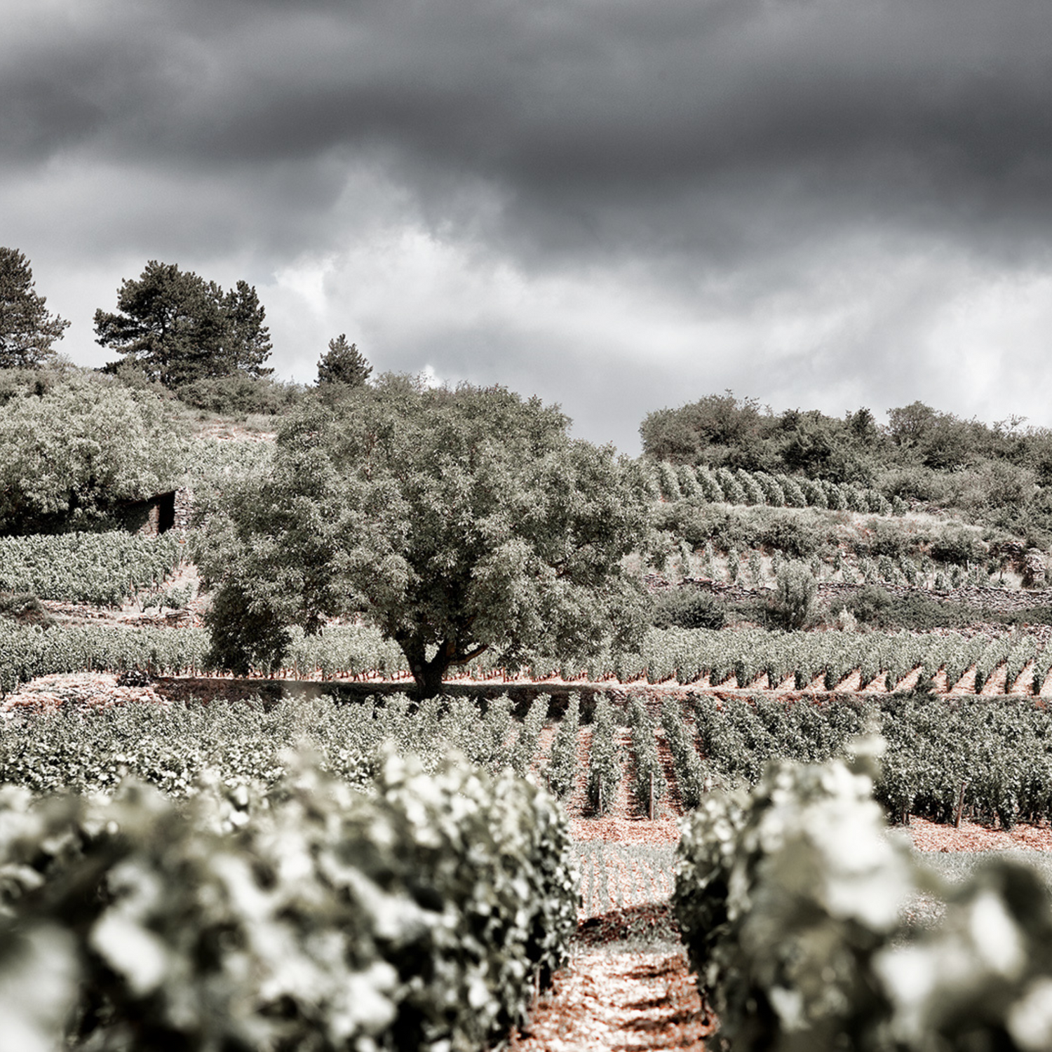 Normanby Fine Wines