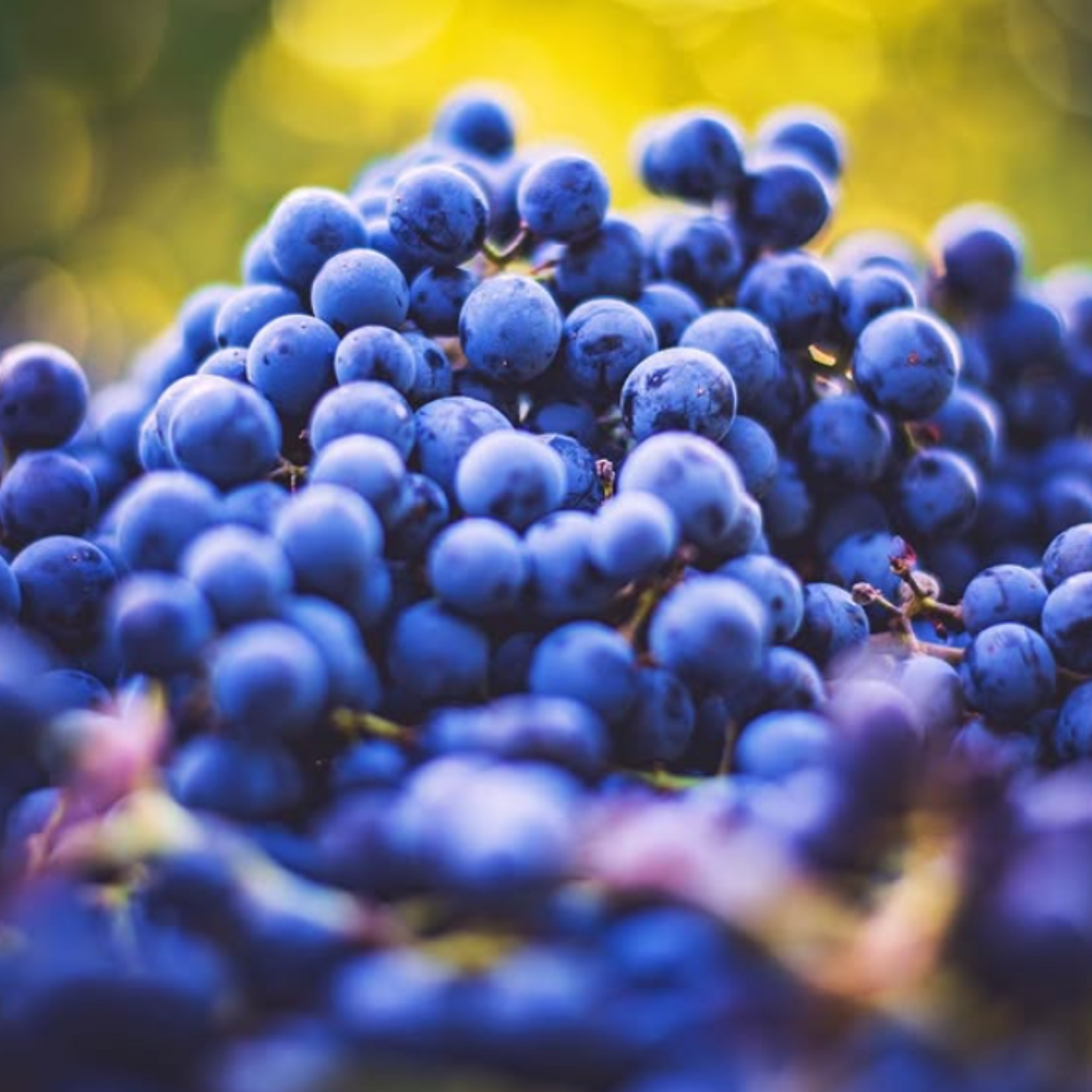 Normanby Fine Wines