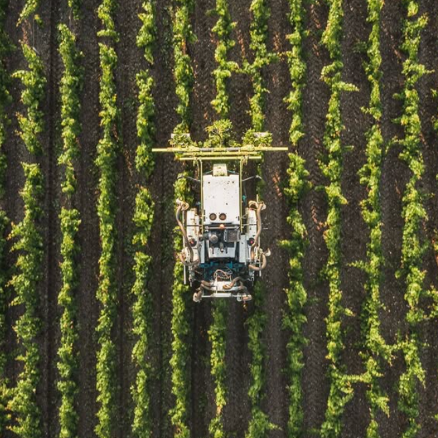 Normanby Fine Wines