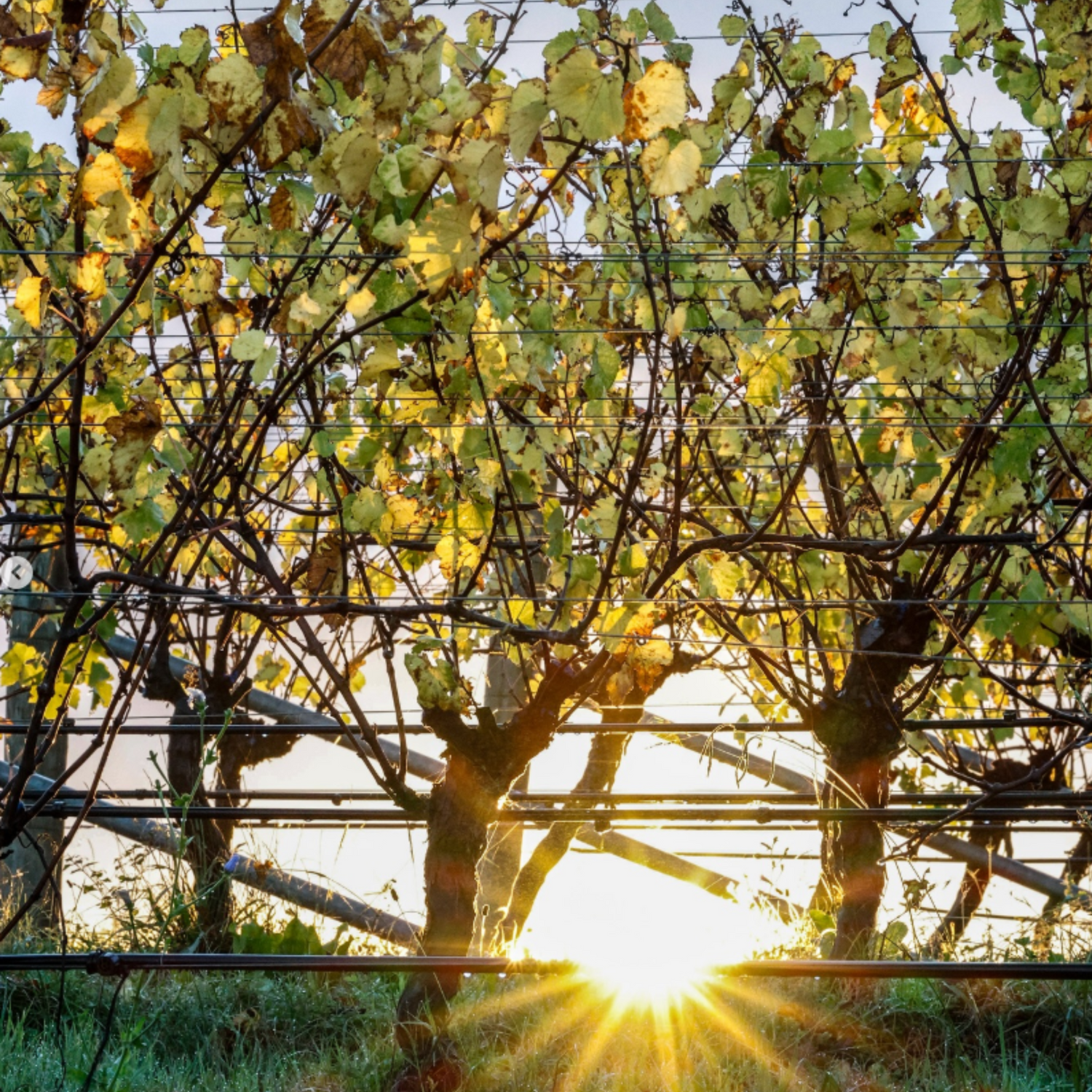 Normanby Fine Wines