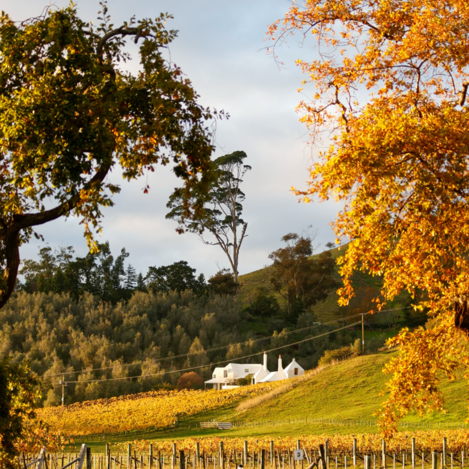Normanby Fine Wines