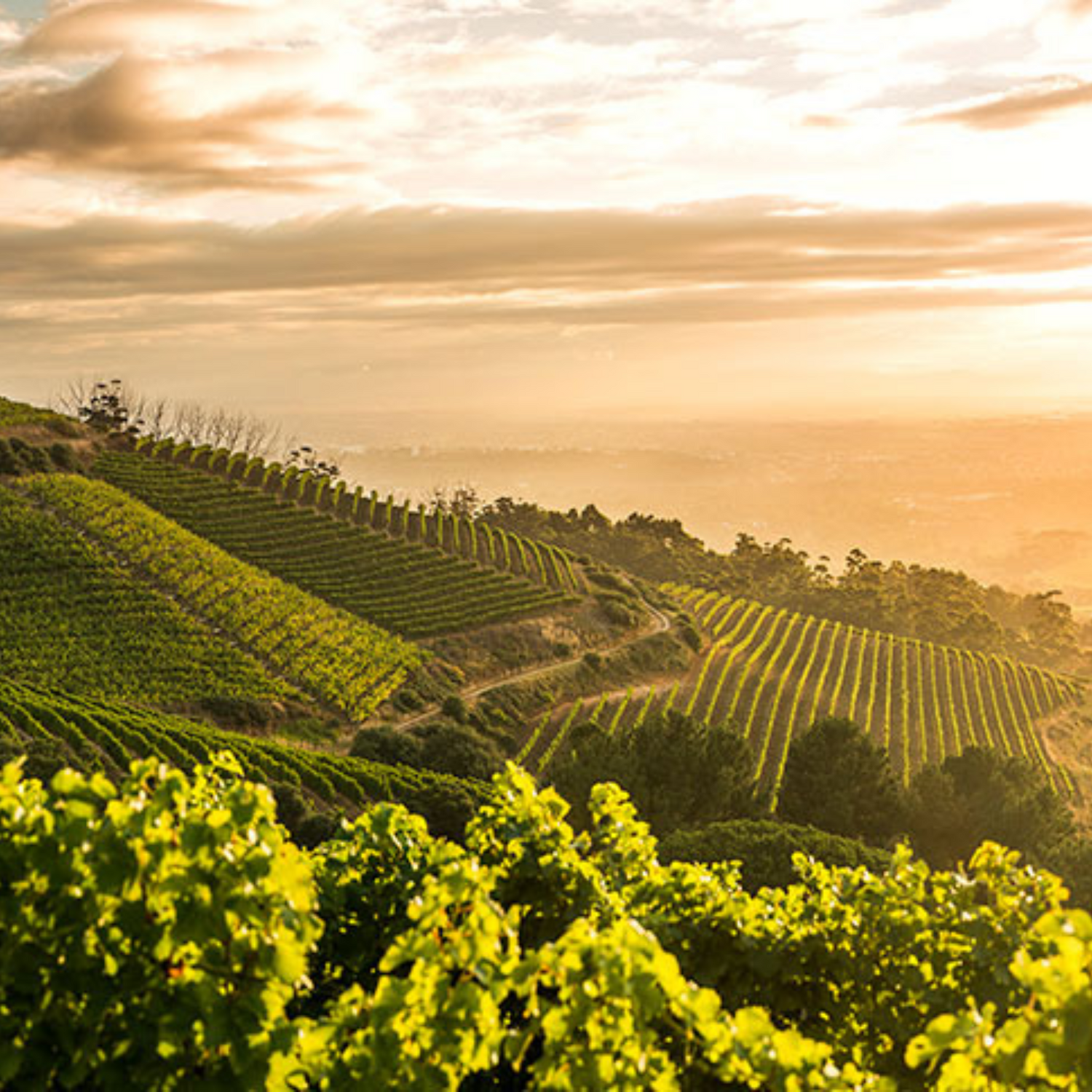 Normanby Fine Wines