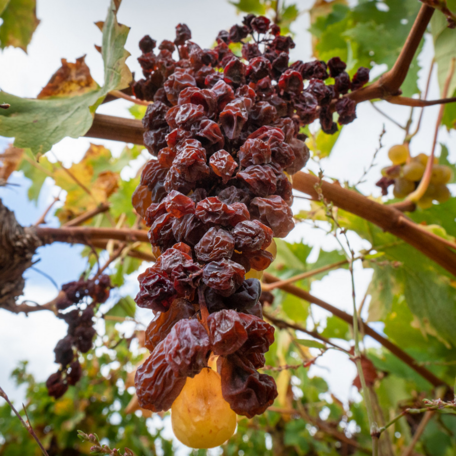 Normanby Fine Wines