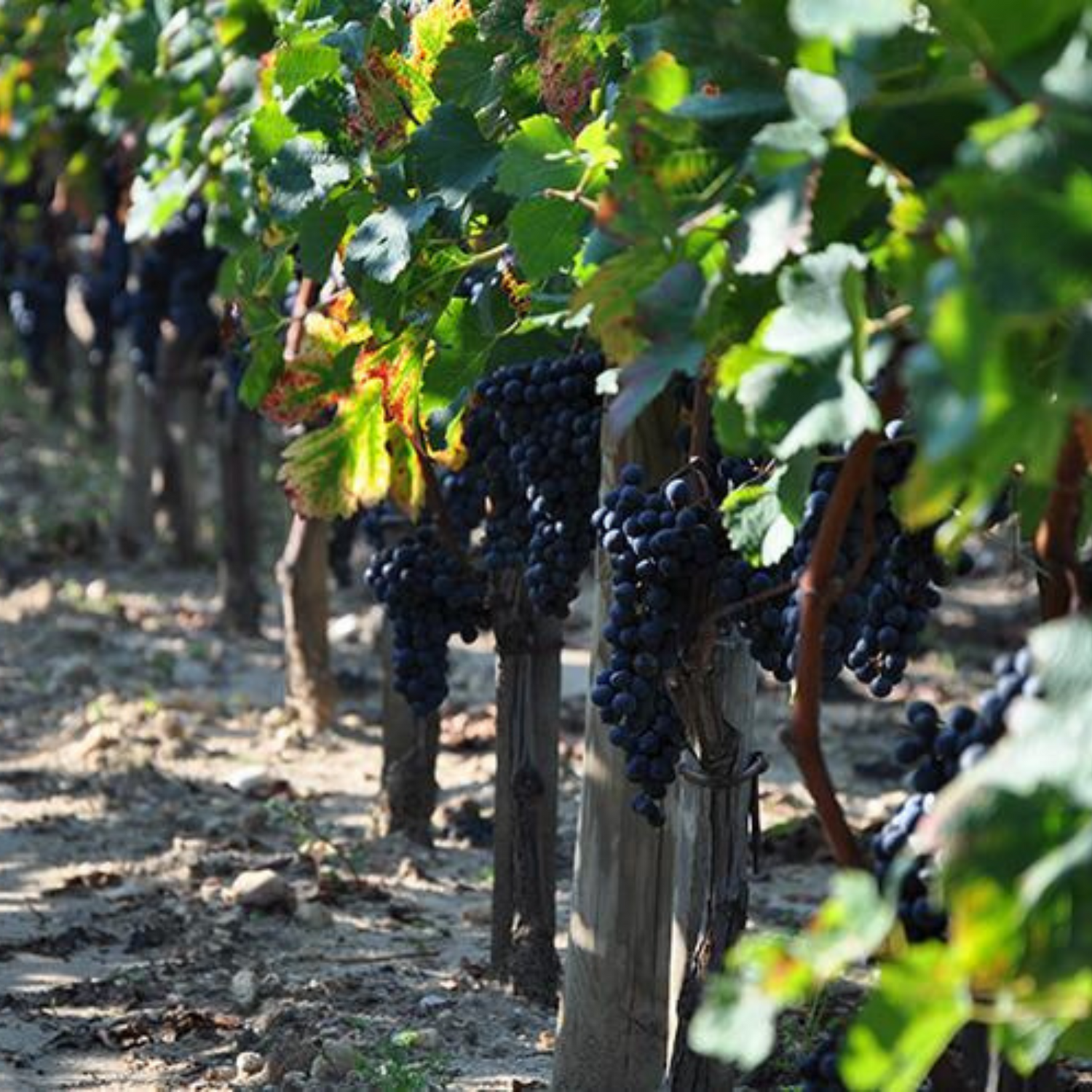 Normanby Fine Wines