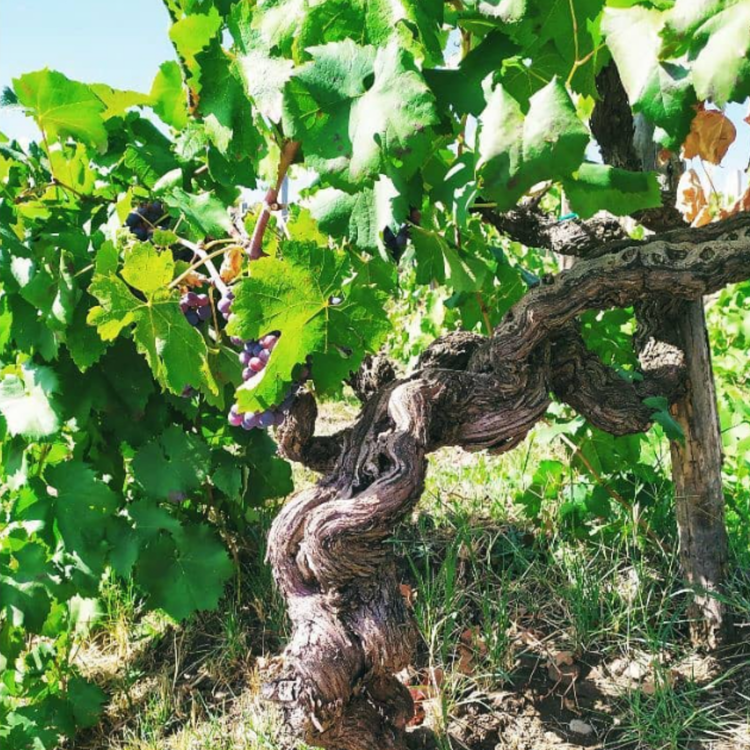 Normanby Fine Wines