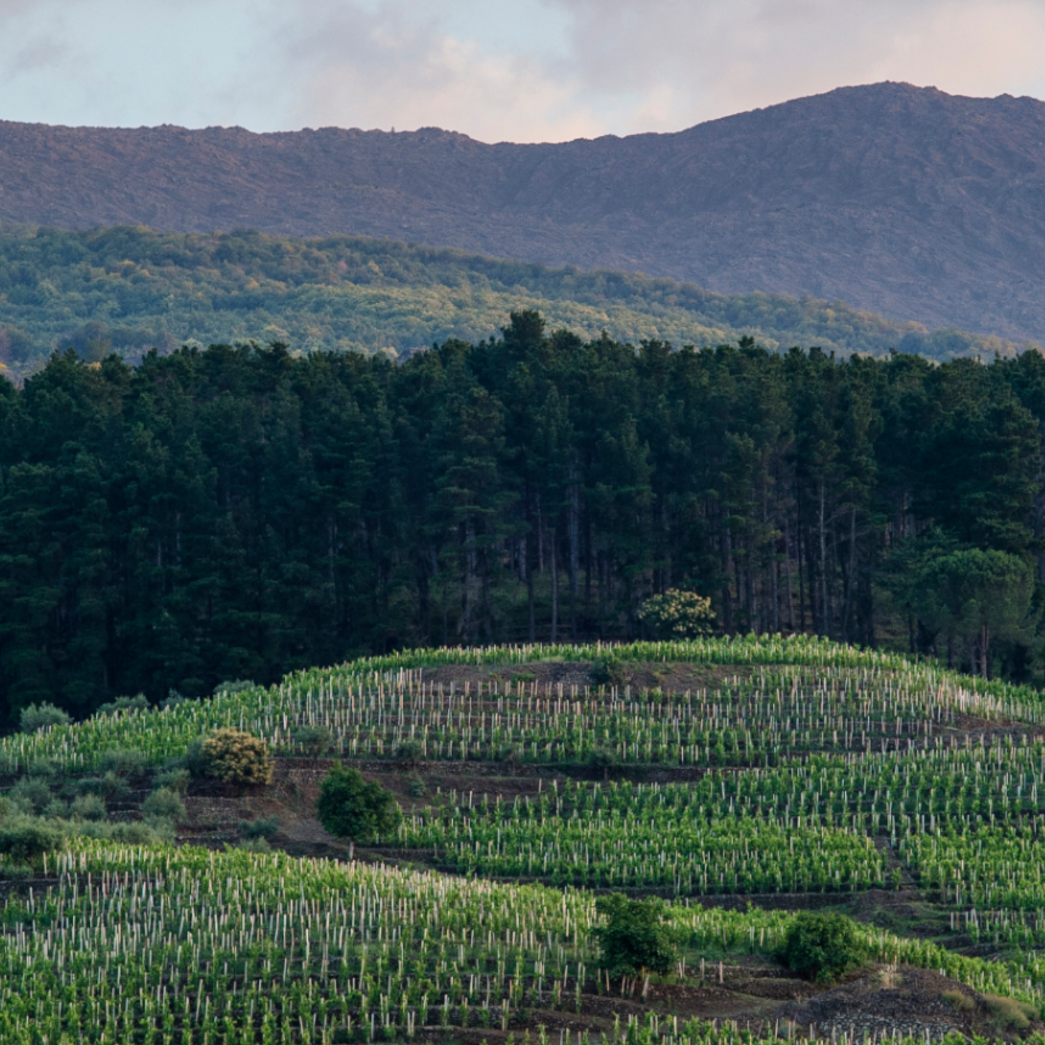 Normanby Fine Wines