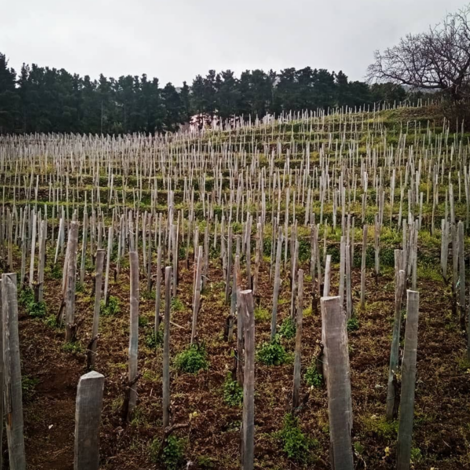 Normanby Fine Wines