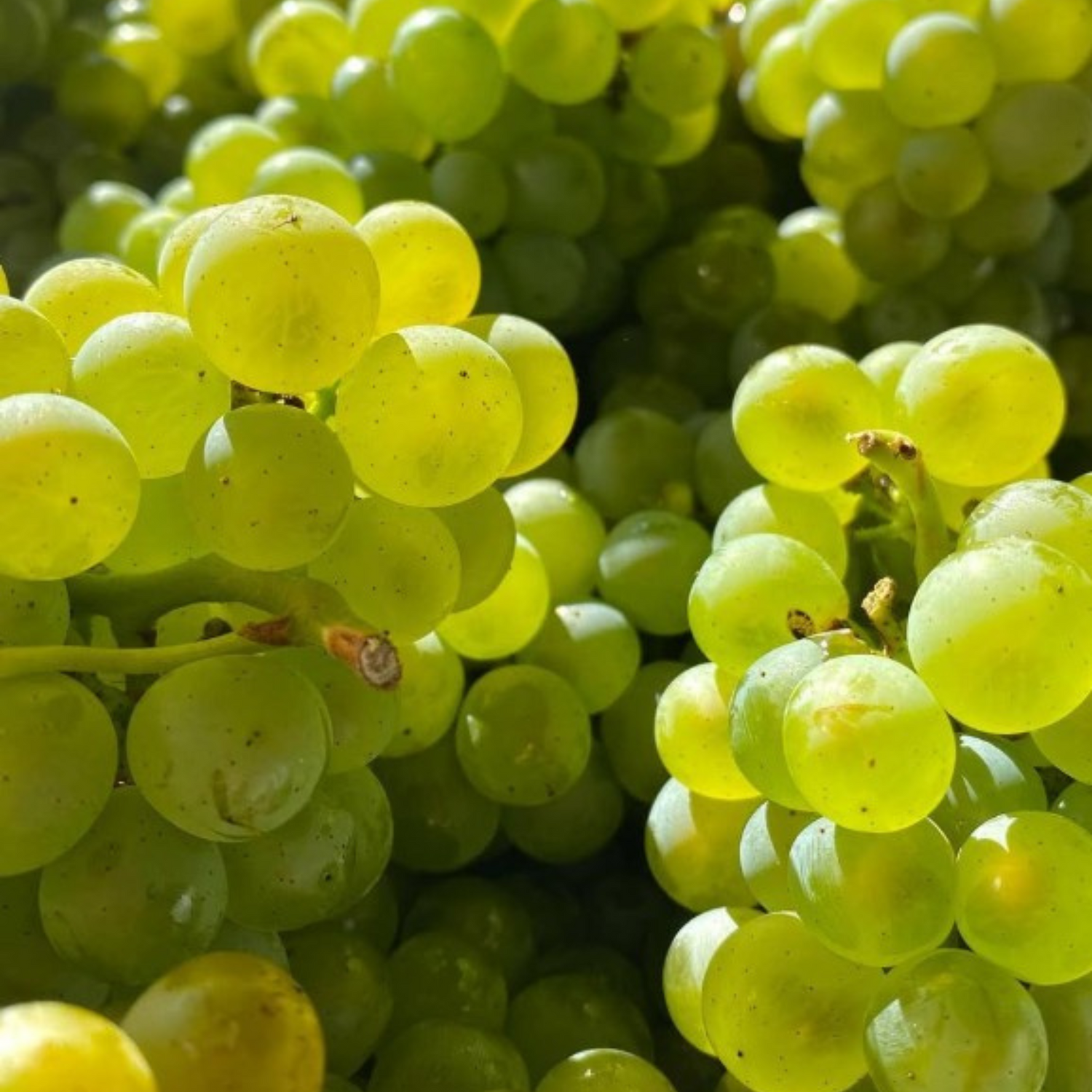 Normanby Fine Wines