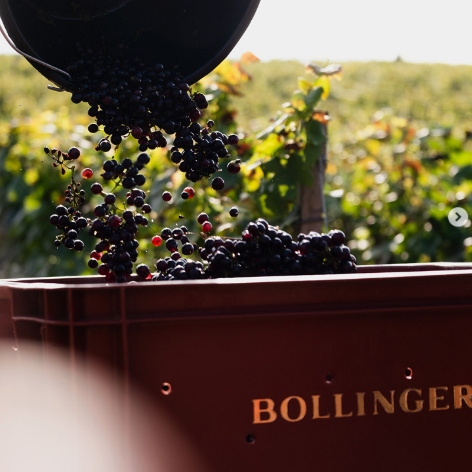 Normanby Fine Wines