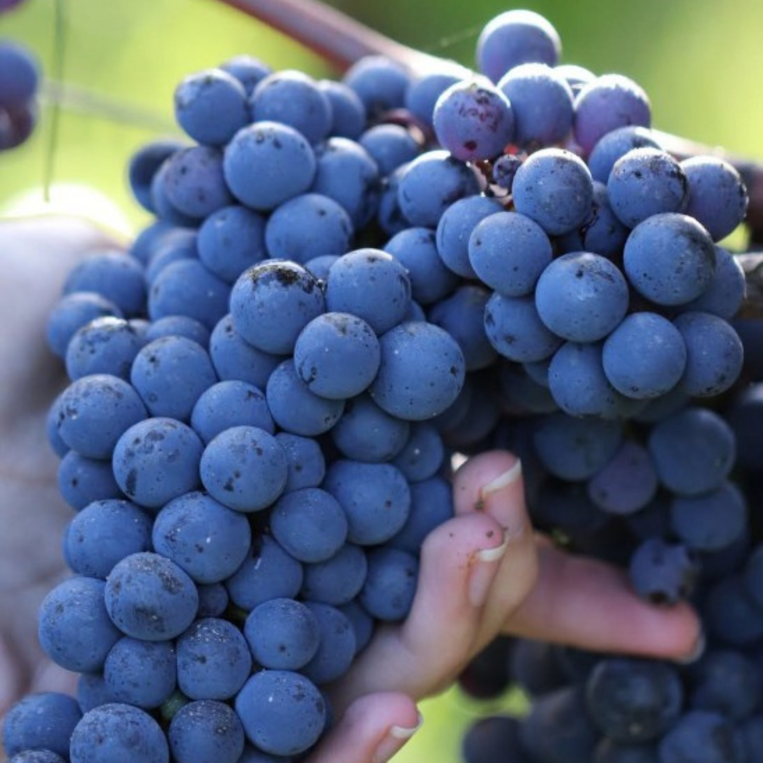 Normanby Fine Wines