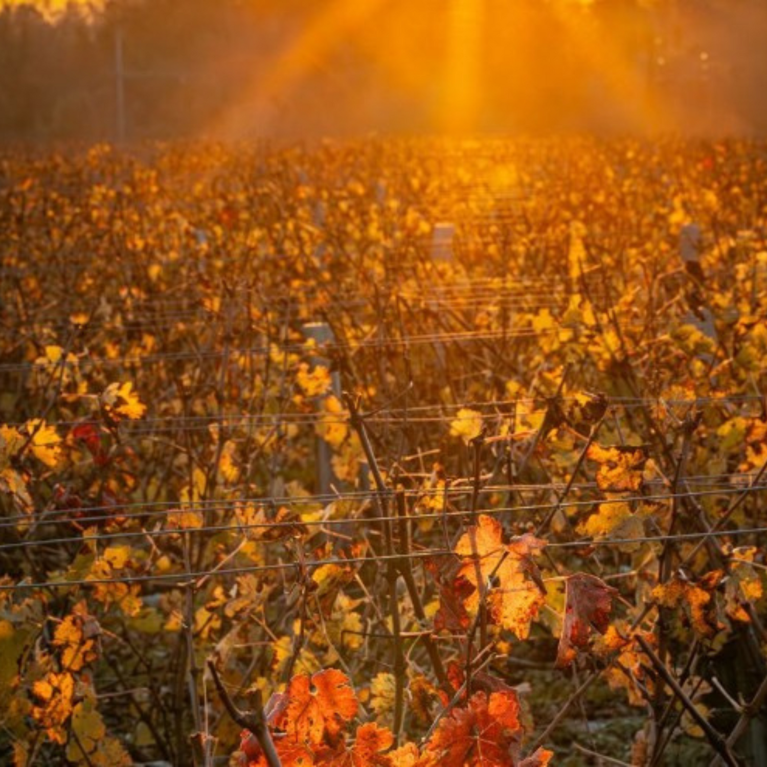 Normanby Fine Wines