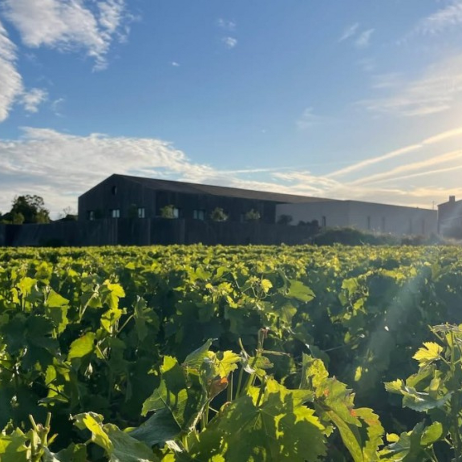 Normanby Fine Wines