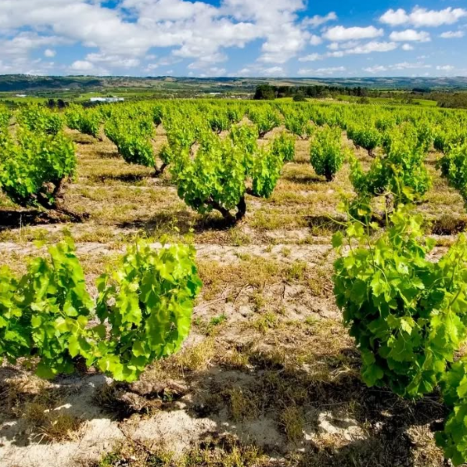 Normanby Fine Wines