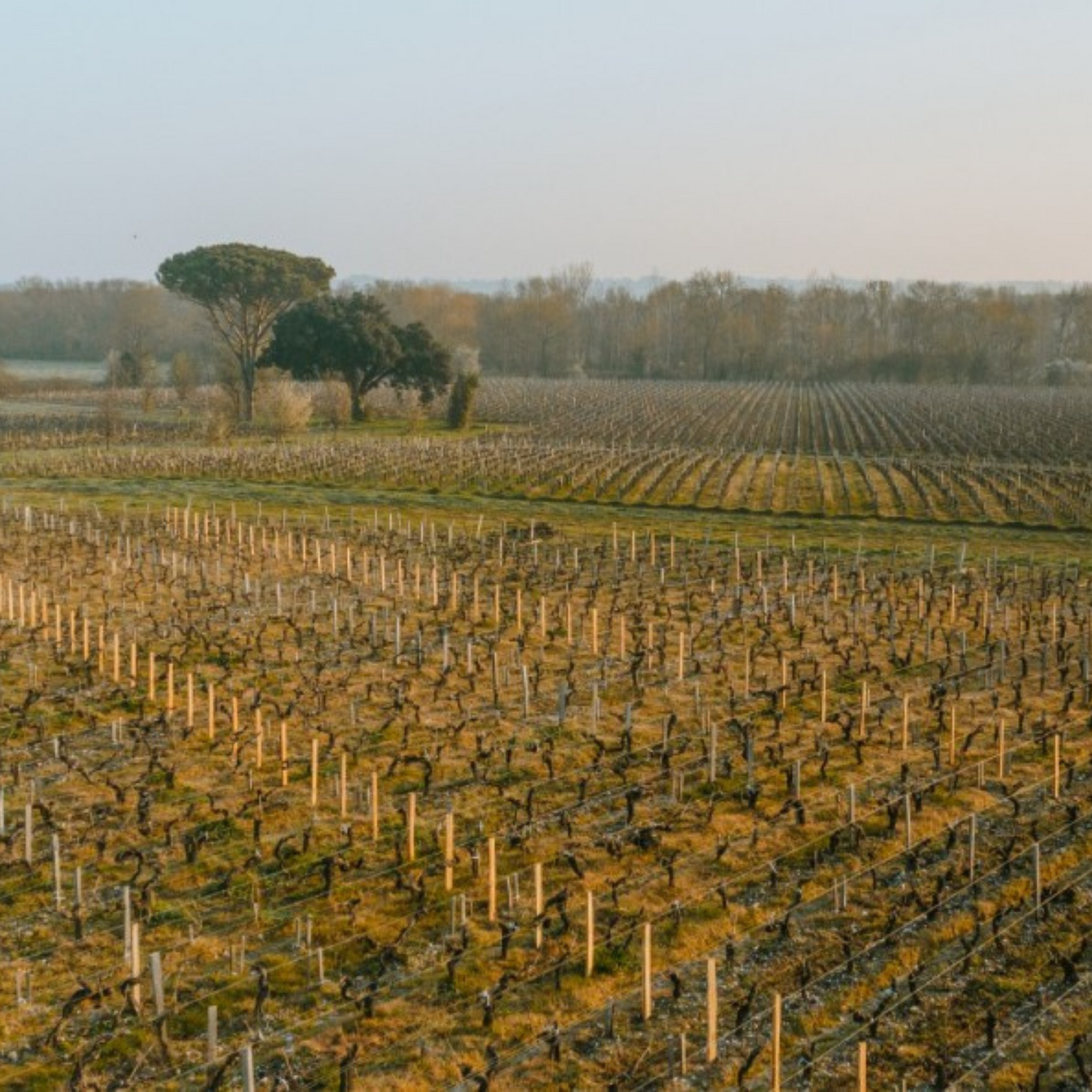 Normanby Fine Wines