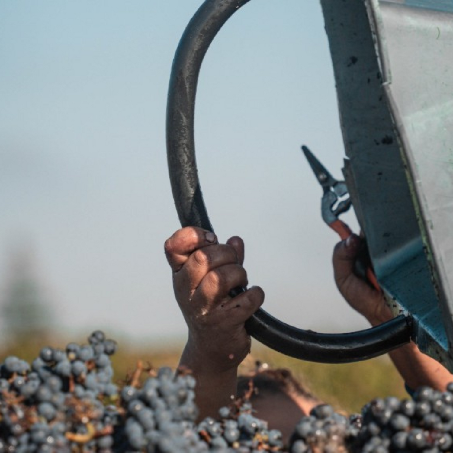 Normanby Fine Wines