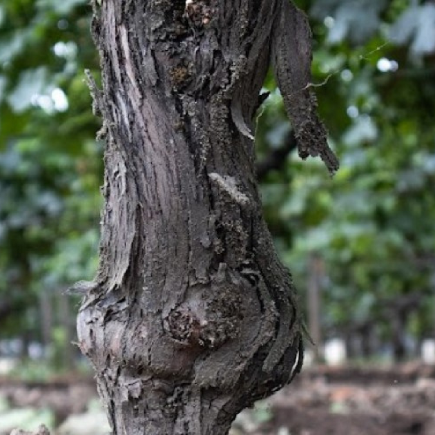 Normanby Fine Wines