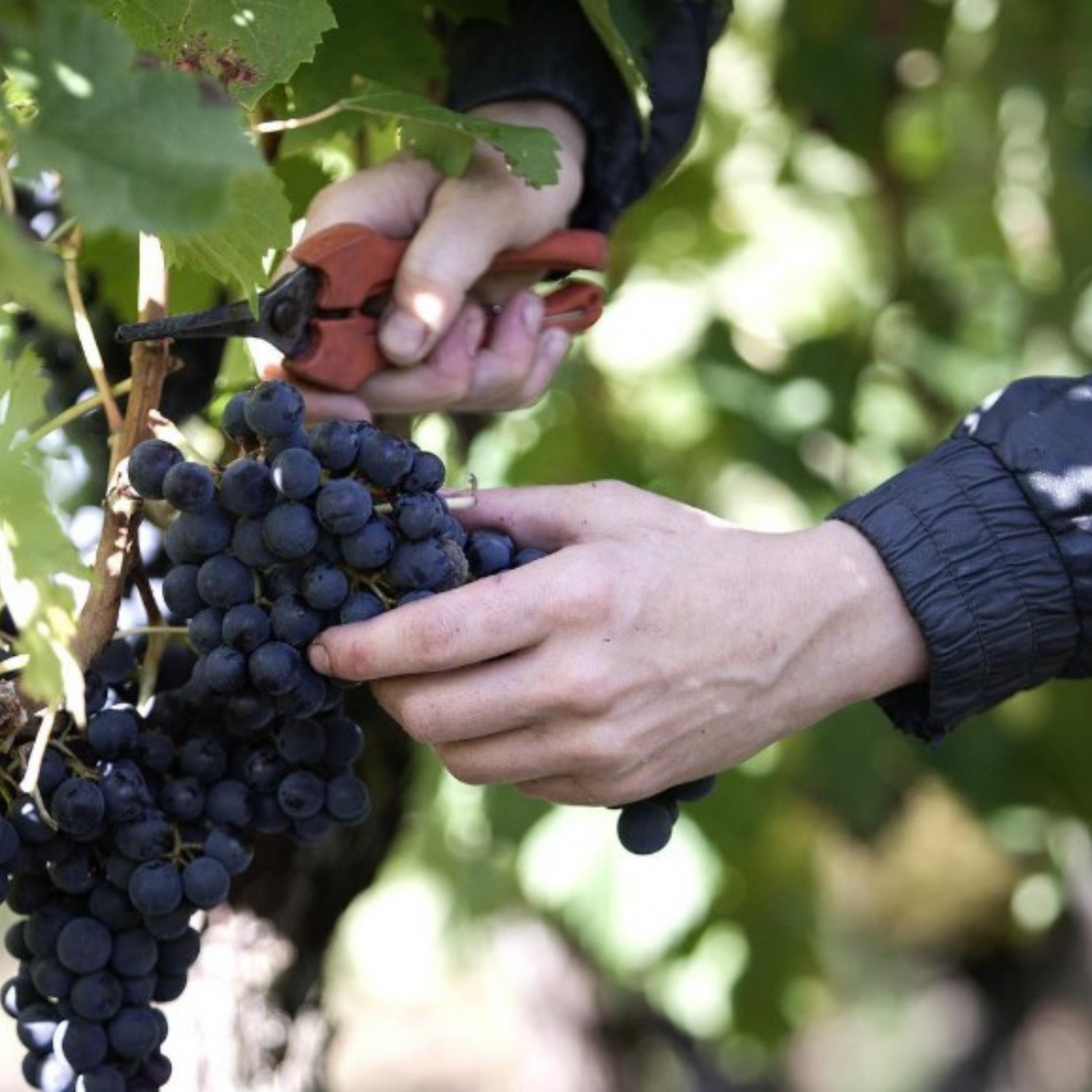 Normanby Fine Wines