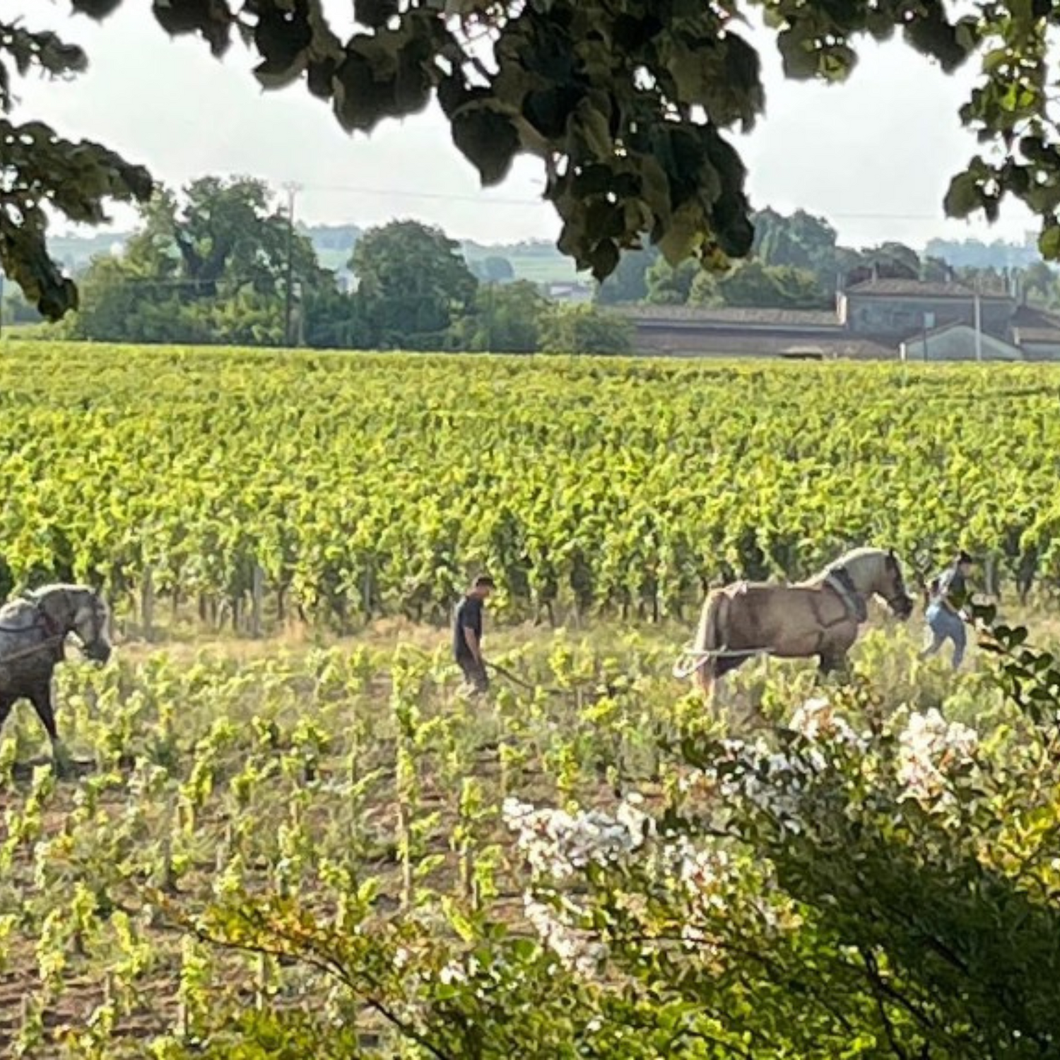 Normanby Fine Wines