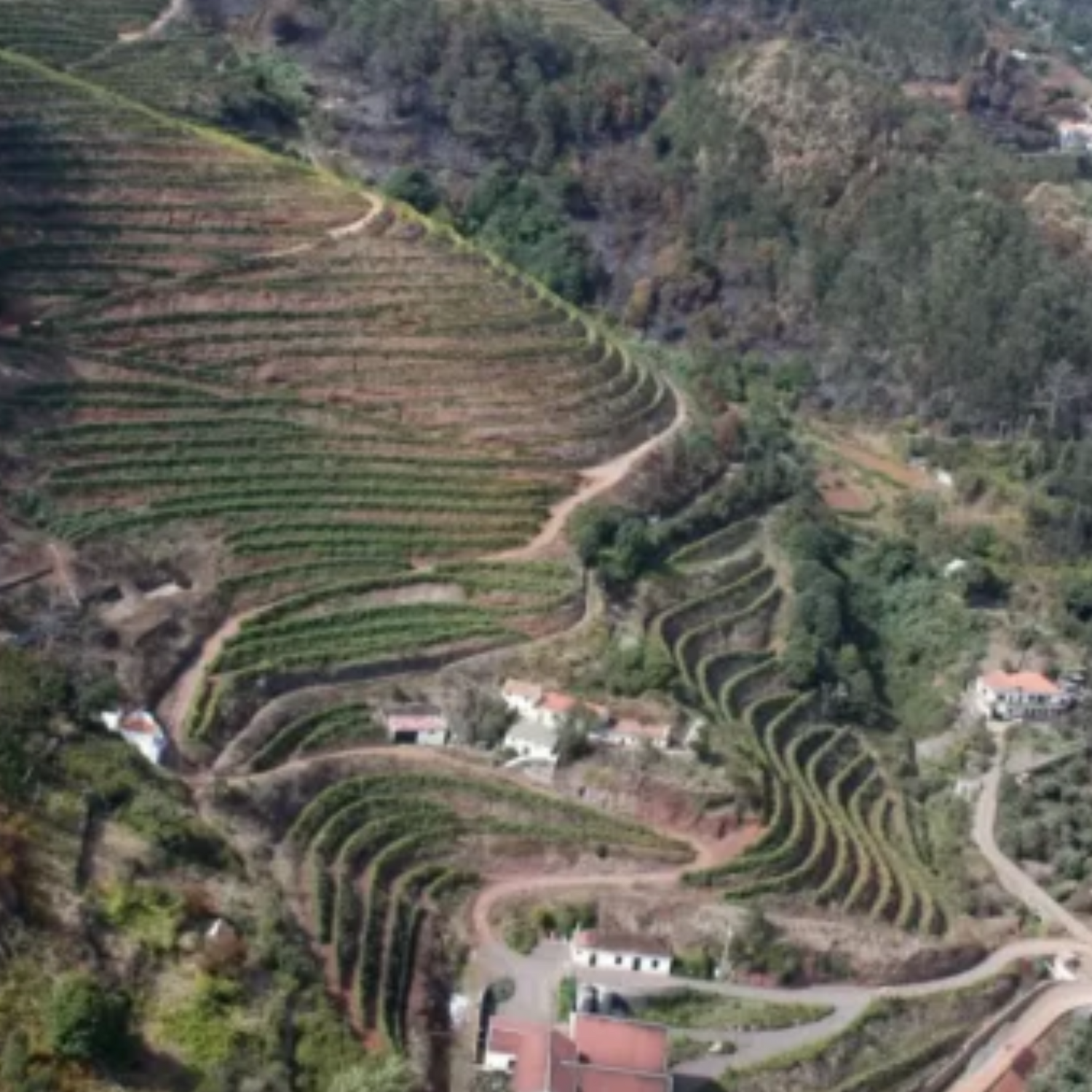 Normanby Fine Wines