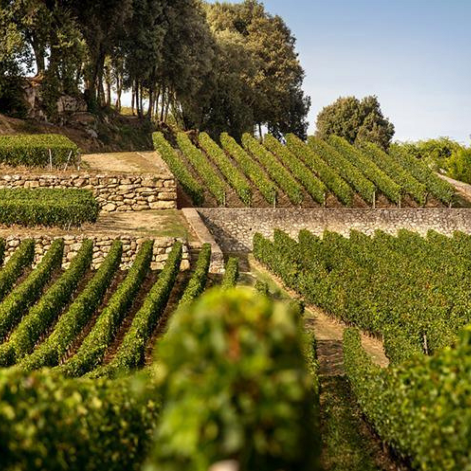 Normanby Fine Wines