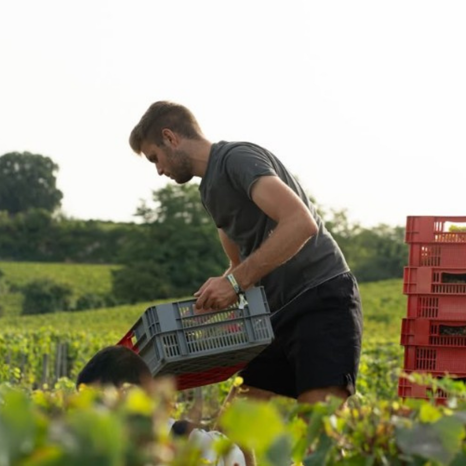 Normanby Fine Wines