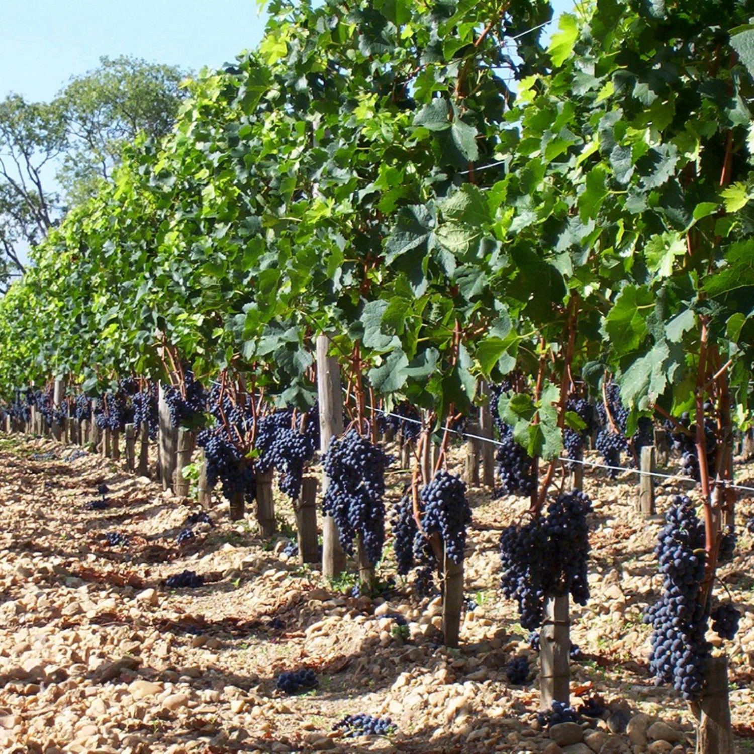 Normanby Fine Wines