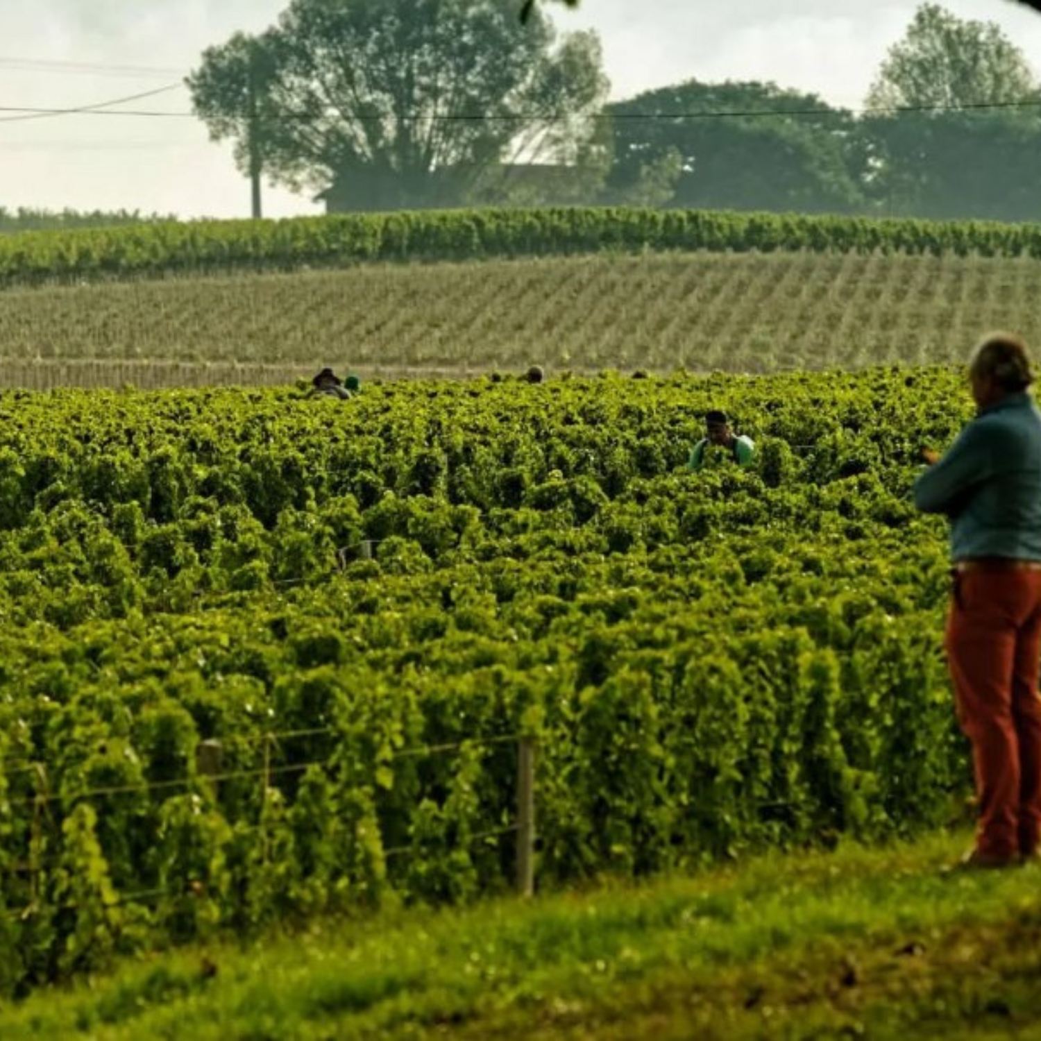 Normanby Fine Wines