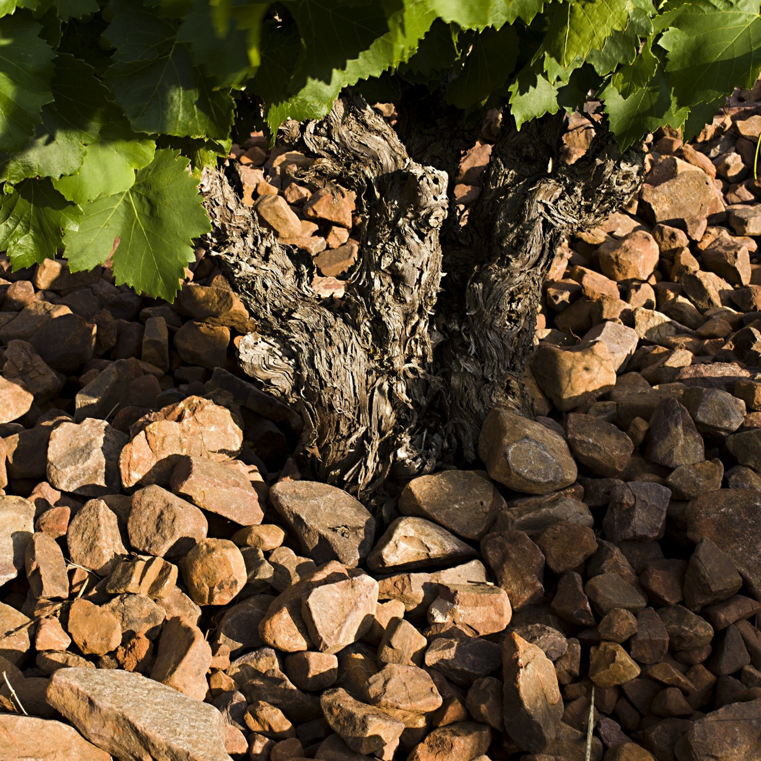 Normanby Fine Wines