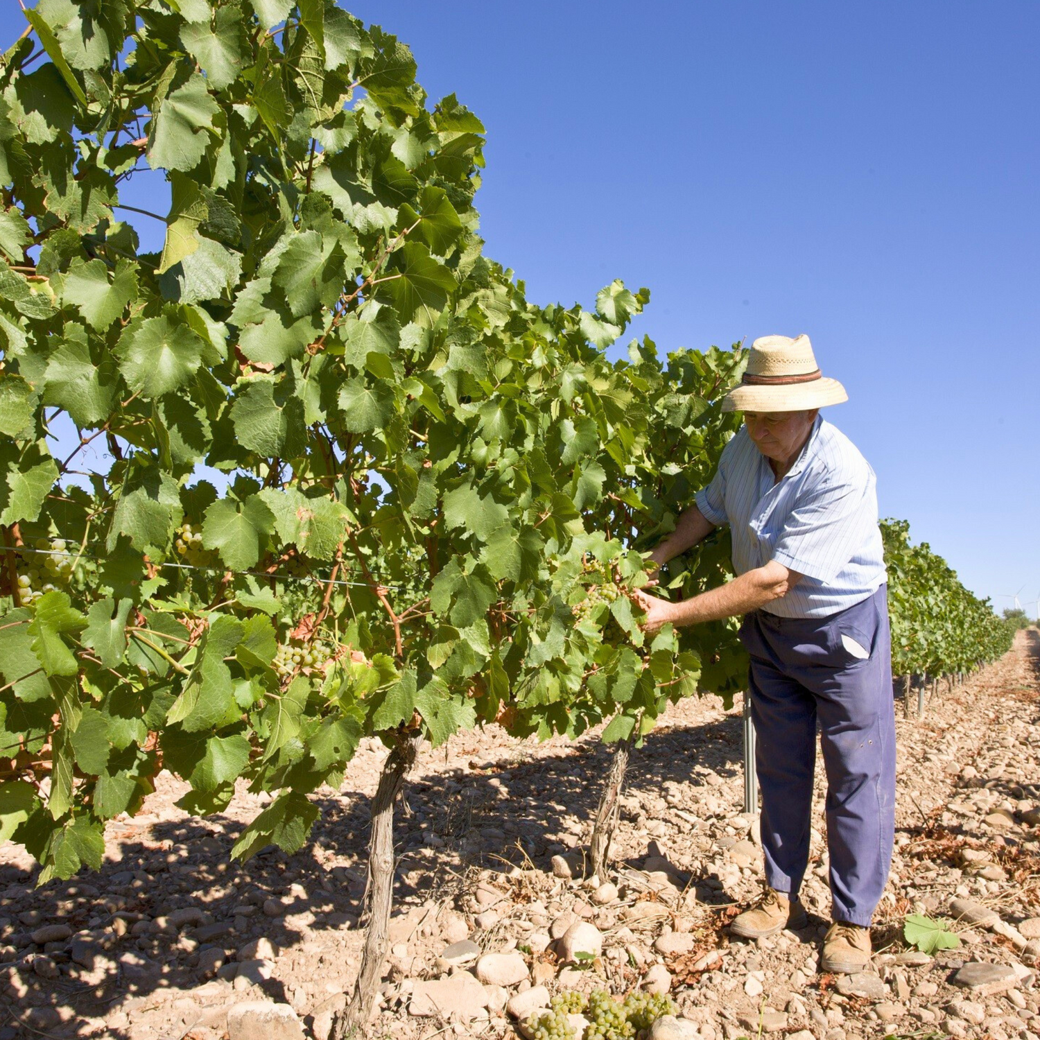Normanby Fine Wines
