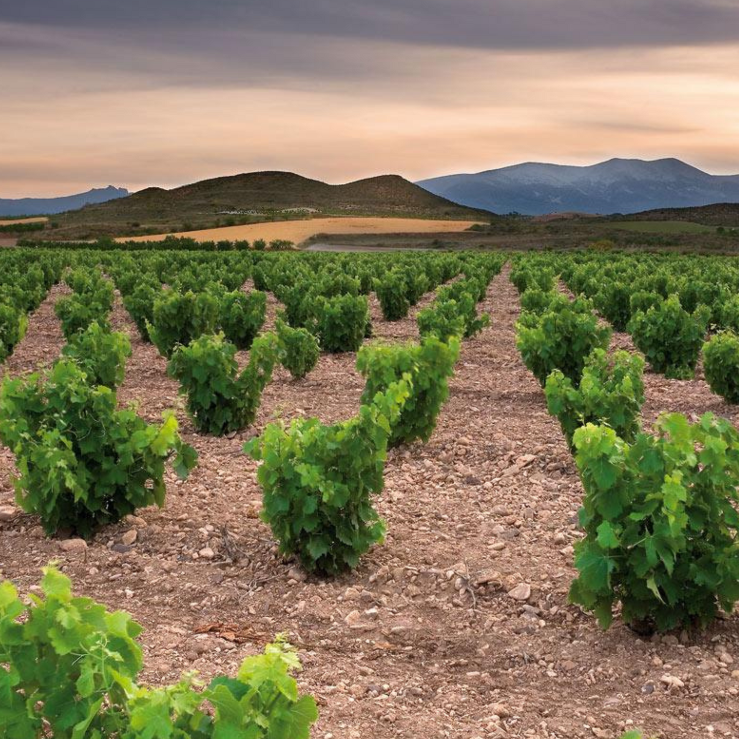 Normanby Fine Wines