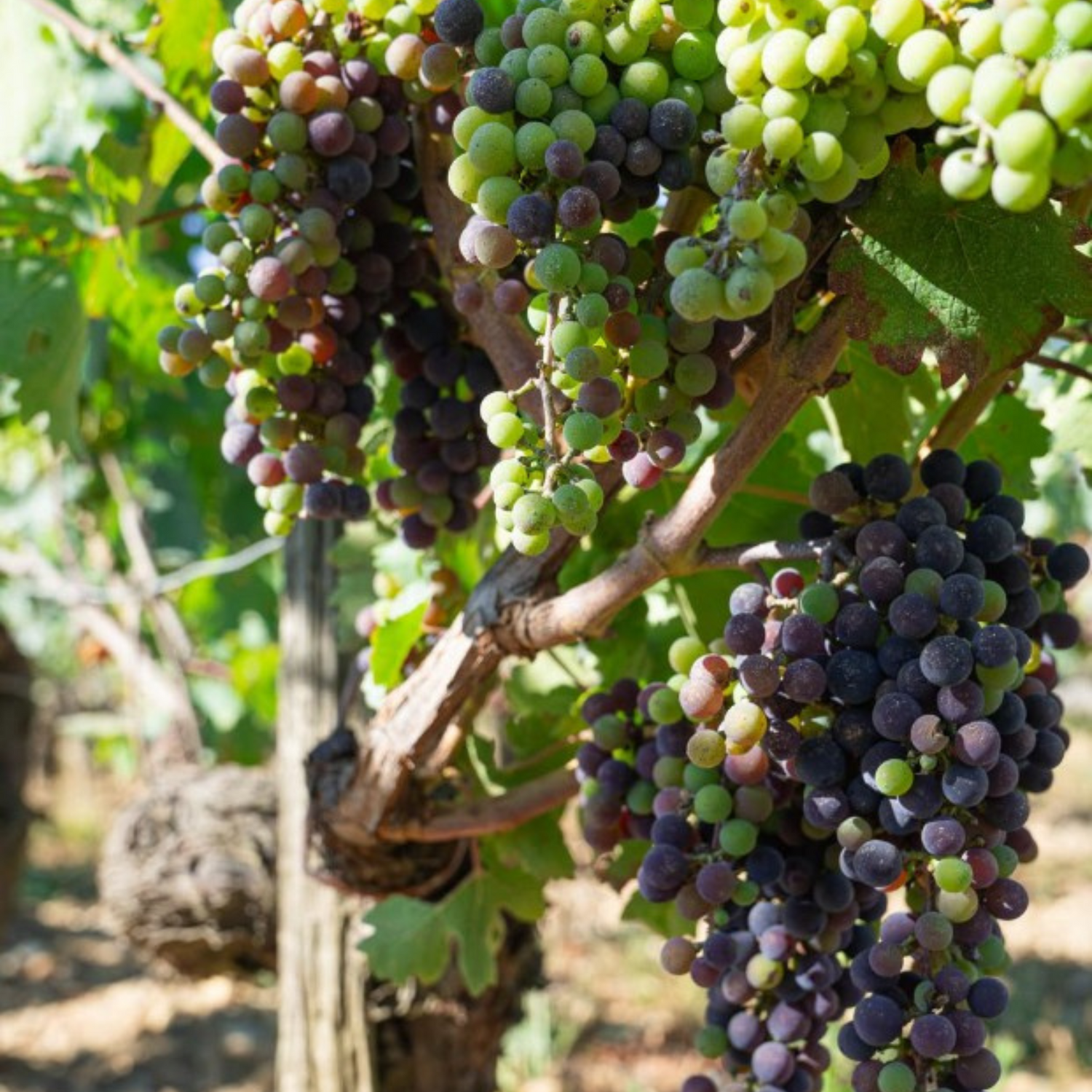 Normanby Fine Wines