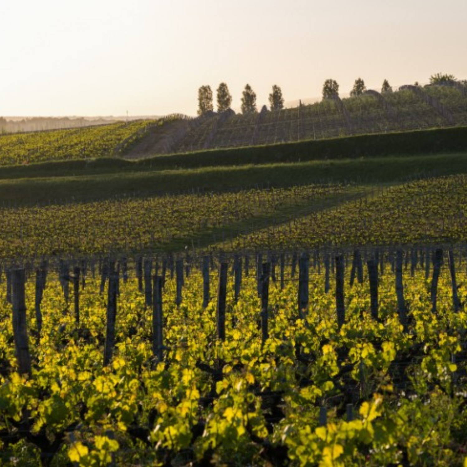 Normanby Fine Wines